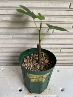 イチジク　サンミッシェル　苗木 イチジク苗木2本セット サンミッシェル（Noire de Barbentane)