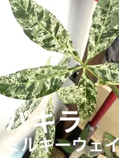 2025年最新】パキラ ミルキーウェイの人気アイテム - メルカリ