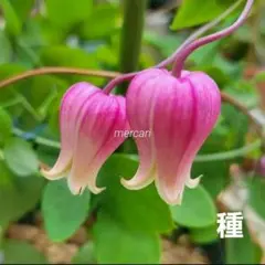 クレマチス　壺型　正規品ラベル付き 2025年最新】壺型クレマチスの人気アイテム - メルカリ