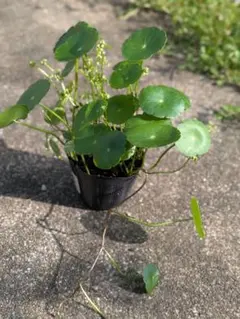 ウォーターマッシュルーム 水草 抜き苗　メルカリ便のサムネイル