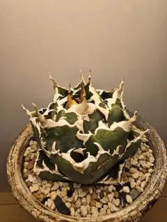 アガベ　白鯨　中株 アガベ チタノタ 白鯨 中株 | Agave Rocon