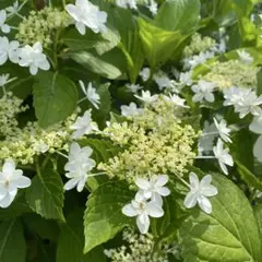 紫陽花 ガクアジサイ 挿し穂 3本 おまけ付 ゆうパケットポストミニ No