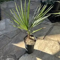 2026年最新】チャメロプス フミリス セリフェラの人気アイテム - メルカリ