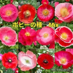 スナフキン様 リクエスト 3点 まとめ商品