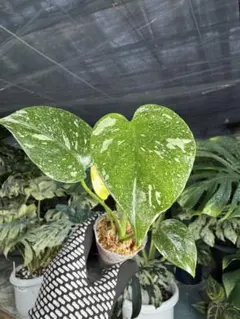 M10モンステラ　タイコンステレーション　厳選斑入り 2寸ポリポットネコポス発送 M10モンステラ タイコンステレーション 厳選斑入り 2寸