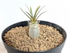 2026年最新】グラキリス パキポディウムの人気アイテム - メルカリ