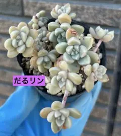 2026年最新】多肉植物 リンゼアナの人気アイテム - メルカリ