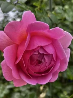 2025年最新】バラ挿し木 苗の人気アイテム - メルカリ