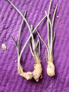 マルーン様 リクエスト 2点 まとめ商品