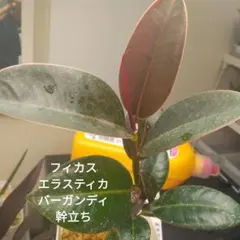 2026年最新】フィカスバーガンディの人気アイテム - メルカリ