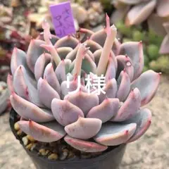 リ様 リクエスト 2点 まとめ商品