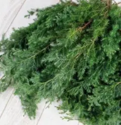 ヒムロスギ⭐︎25～30センチ10本‼️ヤマトネコポス発送❣️