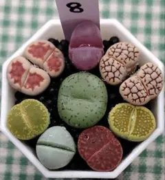 ぶるはな様 リクエスト 4点 まとめ商品