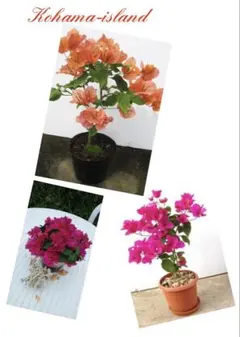 2025年最新】ブーゲンビリア苗の人気アイテム - メルカリ