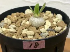 自家採取[種 7粒]白花 恵比寿笑い パキポディウム 種 - メルカリ