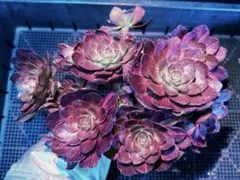 aeonium☆Princess様　ご専用