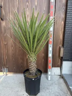 2026年最新】ユッカ フィリフェラの人気アイテム - メルカリ