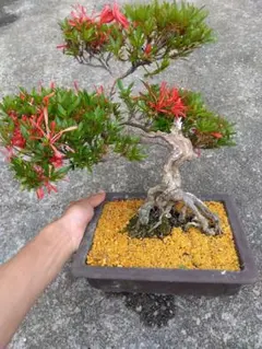 皐月　盆栽　7号陶器鉢つき　古株❗大輪❗　⑥ 皐月 盆栽 7号陶器鉢つき 古株❗大輪❗ ⑥ - メルカリ