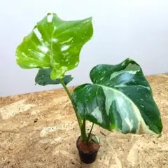 2026年最新】モンステラ デリシオーサ 斑入りの人気アイテム - メルカリ