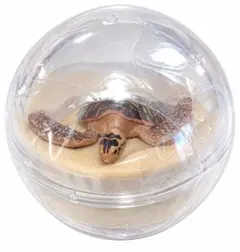 沖縄美ら海水族館限定 カプリウムコレクション ｟アオウミガメ｠3セット