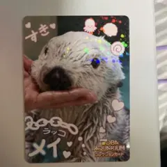 鳥羽水族館 ラッコ メイちゃん コレクションカードvol.2 コレカ レア