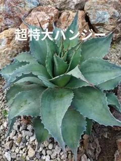 Agave titanota US Blondie Style of Chika - メルカリ