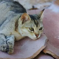 moe様☆専用です♡♪