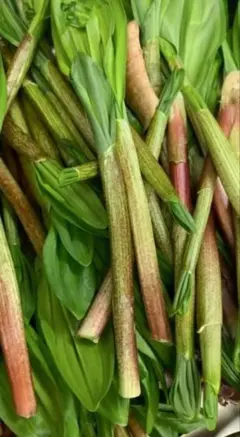 北海道産 天然 行者にんにく 500g 山菜 行者ニンニク 道産 行者