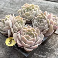 ぽにょ様 リクエスト 2点 まとめ商品