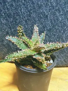 2025年最新】アロエの人気アイテム - メルカリ