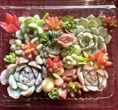 多肉植物♡ エケベリア 韓国苗 セダム 寄せ植え つぶつぶ 詰め合わせセット❤️