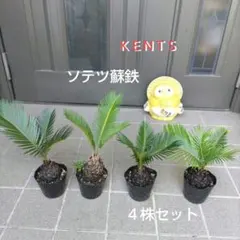 2025年最新】蘇鉄の人気アイテム - メルカリ