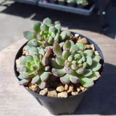 ☆スプリングワンダー×プロリフィカ○古都の葉さん○多肉植物 - メルカリ