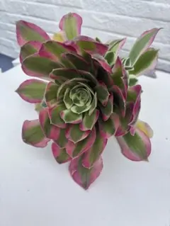 ☆ハハ☆様 リクエスト 2点 まとめ商品