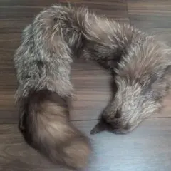 リアルファー、狸の襟巻き、毛皮、マフラー、