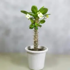 【一起園芸】花麒麟・ハナキリン「八福神」鉢花03◆多肉植物系・人気の鉢花です◆のサムネイル