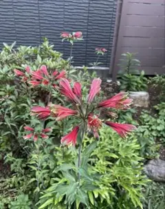 アルストロメリア苗　アルストロメリア　株分け　桃色　花苗　A アルストロメリア苗 アルストロメリア 株分け 桃色 - メルカリ