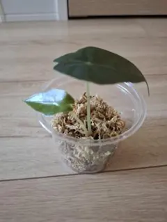 アロカシアアマゾニカドワーフ 苗 水苔管理のサムネイル