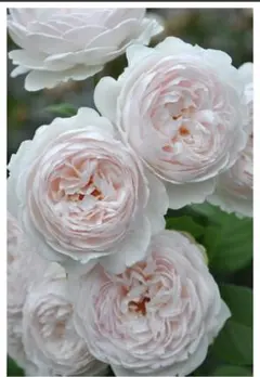 maryalice様 リクエスト 2点 まとめ商品