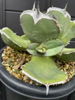 2025年最新】アガベ発根済みの人気アイテム - メルカリ