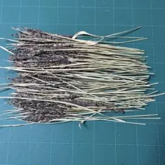 Item thumbnail for item a0b95751-cfc8-45c6-9ace-0418ff9e20f7