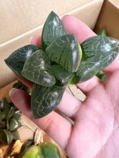 鈴木小夜子様 リクエスト 2点 まとめ商品