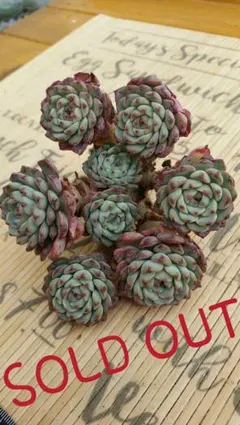 White minima (韓国苗)割引対象商品☆