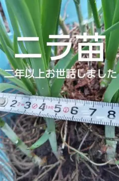 ニラ苗 30本 抜き苗 二年以上お世話した太い根っこ