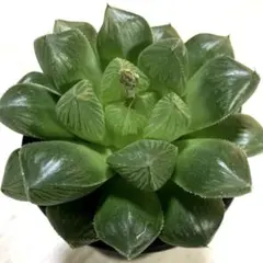 BabyBoy様 リクエスト 3点 まとめ商品