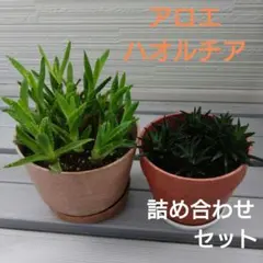 [匿名発送]【アロエ不夜城 詰め合わせ】【ハオルチア2株】 2種詰め合わセット