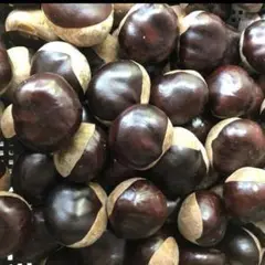 栃の実 1000g 3～4cm