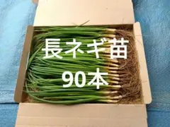 「金長3号」長ネギ苗90本　ネコポス発送のサムネイル