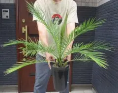 現品】ディオーン・エデュレ - Dioon edule 5号 6E番 - メルカリ
