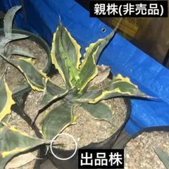 2026年最新】アガベ斑入りの人気アイテム - メルカリ